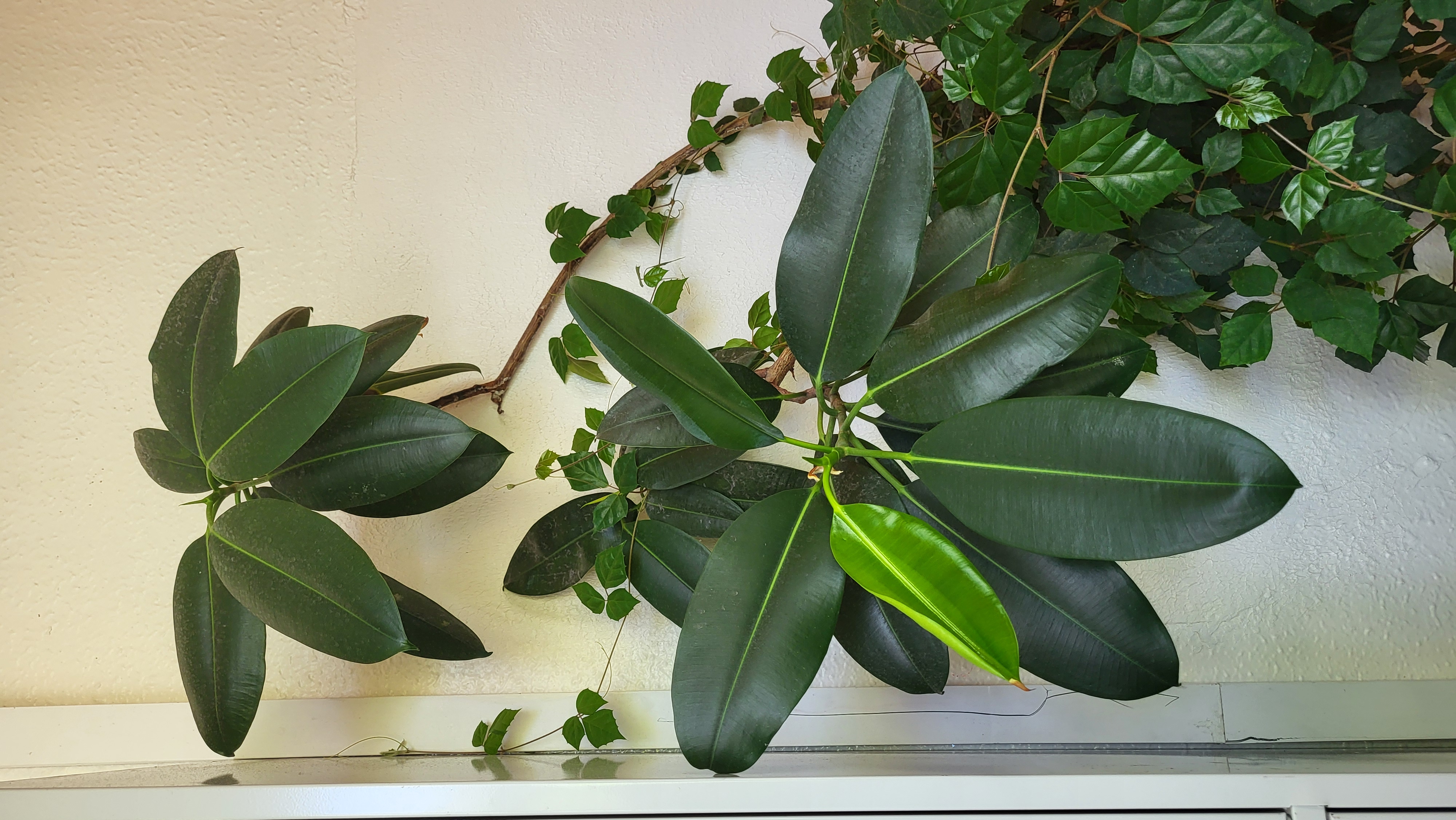 ficus_elastica